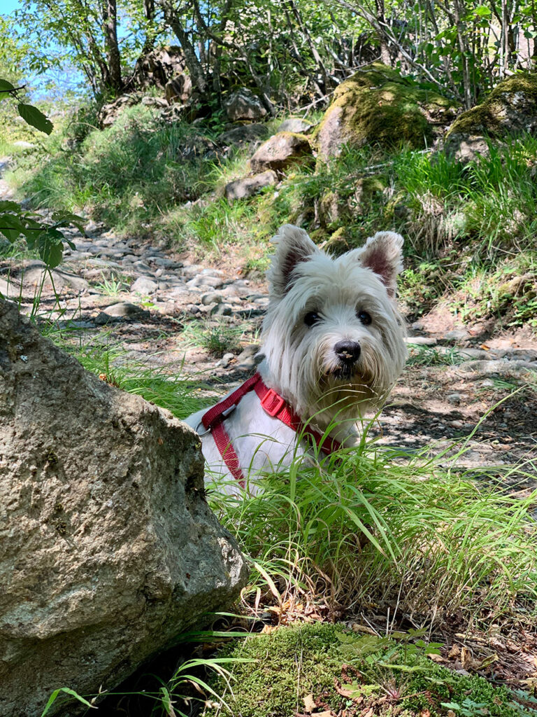 Cane si riposa lungo un sentiero dell'Alta Val d'Arda