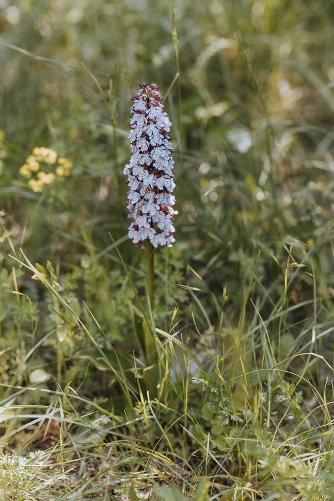 Orchidea purpurea in Alta Val d'Arda