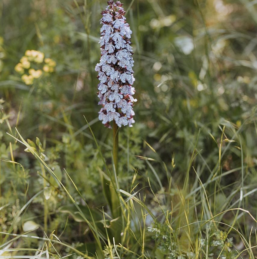 Orchidea purpurea in Alta Val d'Arda