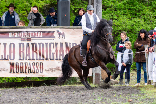 Fiera Cavallo Bardigiano a Morfasso 7 maggio 2023