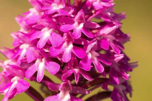 Anacamptis Piramydalis orchidea spontanea in Alta Val D'Arda