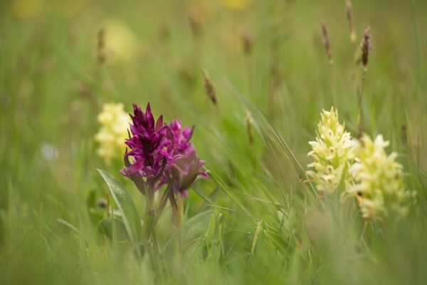 Orchidee spontanee in Val d'Arda