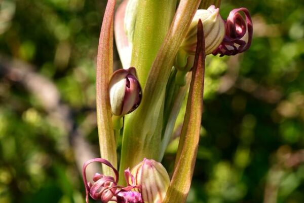 Himantoglossum Adriaticum in Alta Val d'Arda