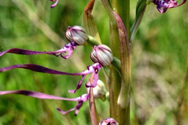 Himantoglossum Adriaticum orchidea selvatica in Alta Val d'Arda