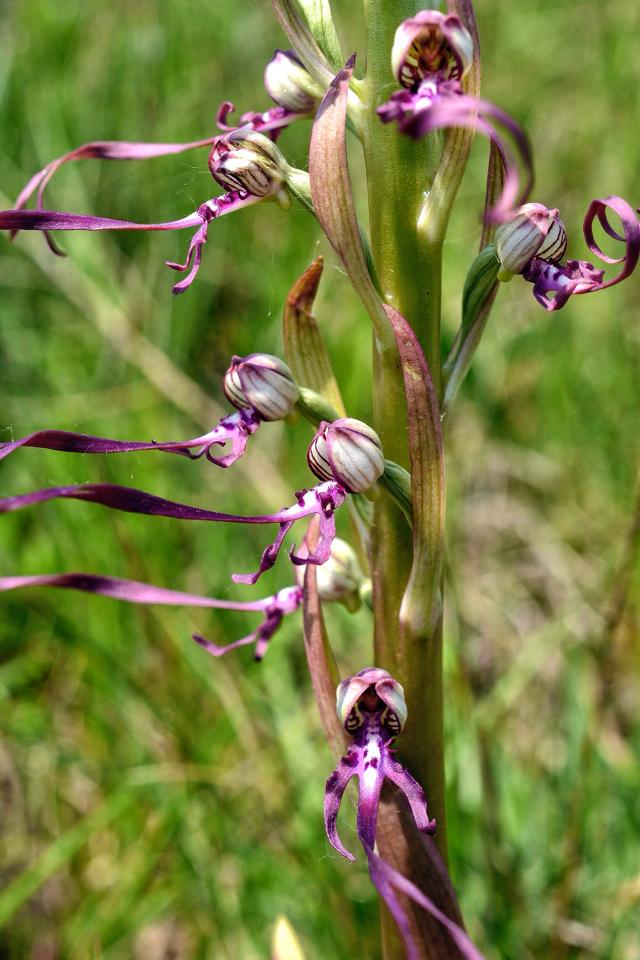 Himantoglossum Adriaticum orchidea selvatica in Alta Val d'Arda