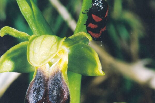 Ophrys Fusca in Alta Val d'Arda