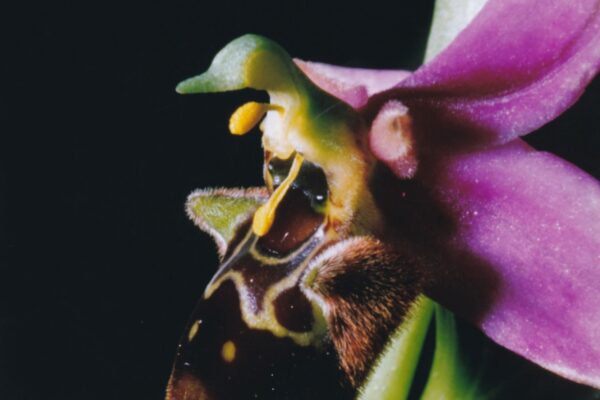 Ophrys Benacensis ex Bertolonii in Alta Val d'Arda