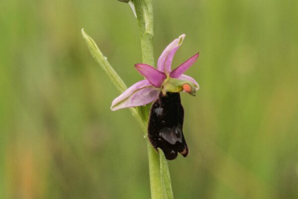 Ophrys Bertolonii in Alta Val d'Arda