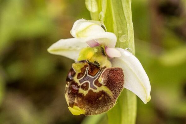 Ophrys Fuciclora in Alta Val d'Arda