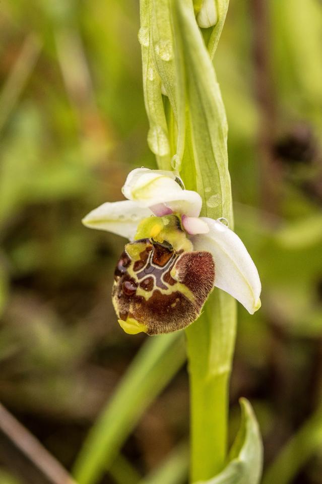 Ophrys Fuciclora in Alta Val d'Arda