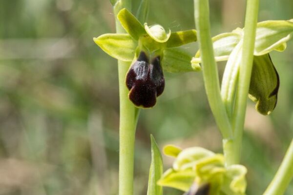 Ophrys Fusca in Alta Val d'Arda