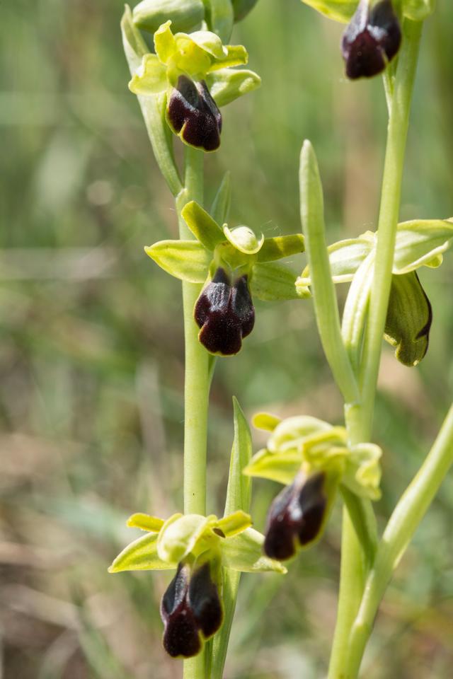 Ophrys Fusca in Alta Val d'Arda