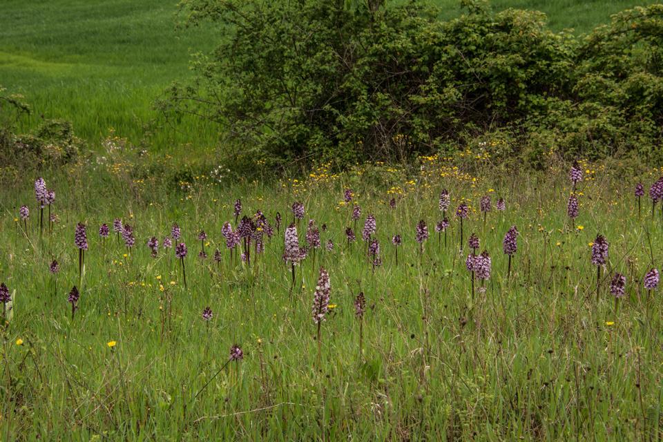 Prato punteggiato di orchidee spontanee in Alta Val d'Arda