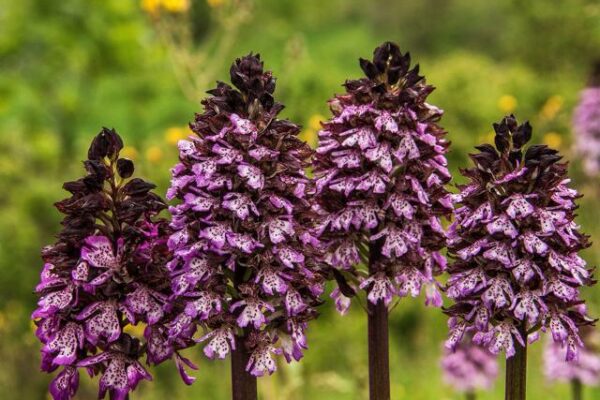 Orchis Purpurea in Alta Val d'Arda