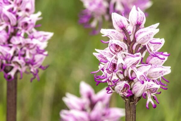 Orchis Simia orchidea spontanea in Alta Val d'Arda