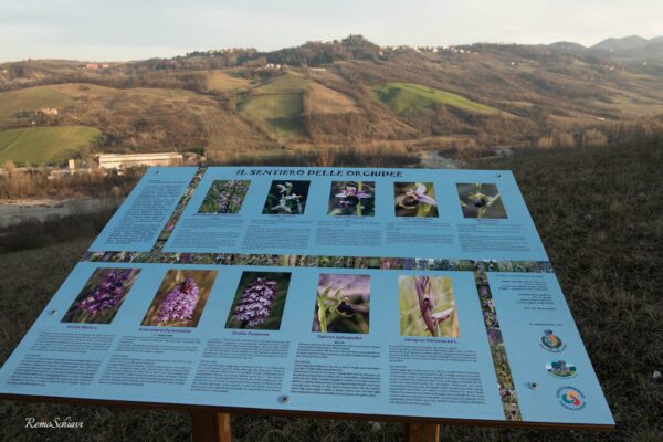 Sentiero delle orchidee a Lugagnano Val d'Arda