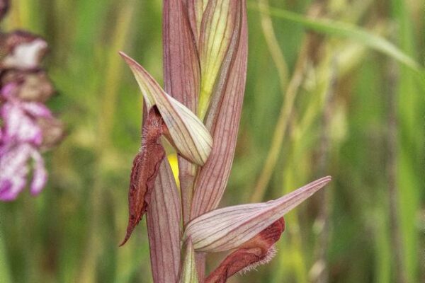 Serapias Vomeracea in Alta Val d'Arda