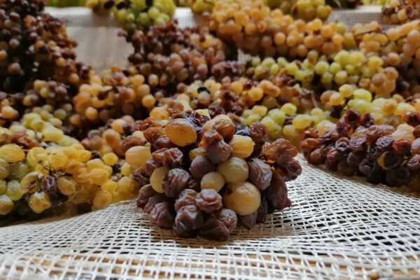 Uve per il Vin Santo di Vigoleno