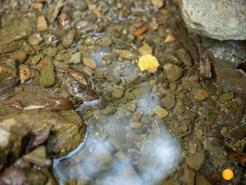 Gambero di fiume europeo