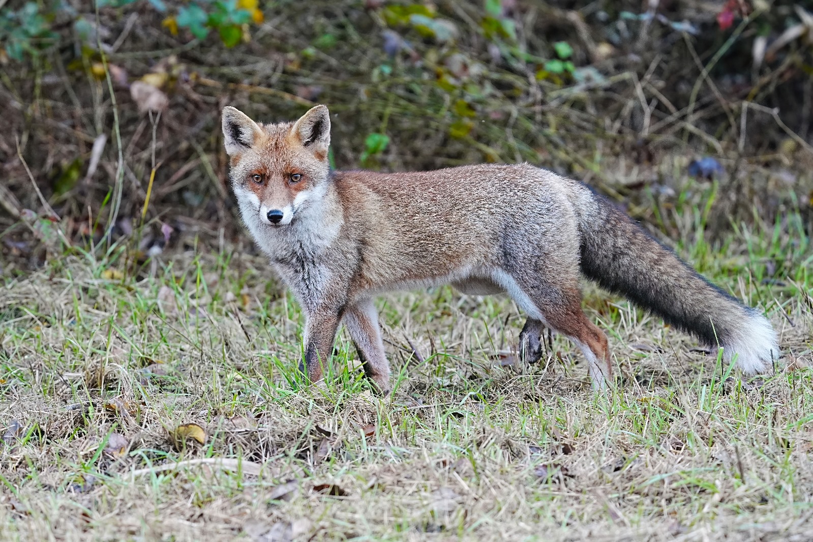 Volpe nel Parco dello Stirone e Piacenziano